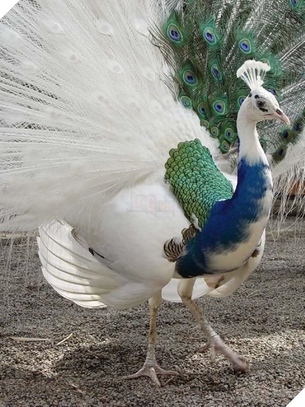 Một cú pha màu quá tay của tạo hóa đã vô tình biến nàng công này thành một tác phẩm nghệ thuật tuyệt vời.