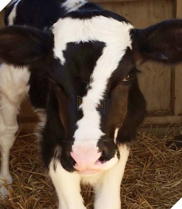 1,2,3,4,5,6,8... Mẹ bò có đánh rơi đứa nào không?