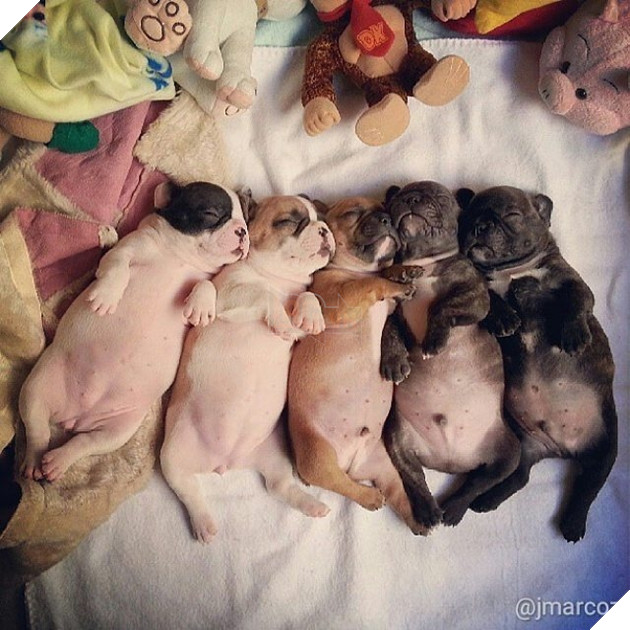 Cùng ngắm gia đình bulldog đáng yêu nhất hệ mặt trời đang 'gây bão' cộng động mạng 2