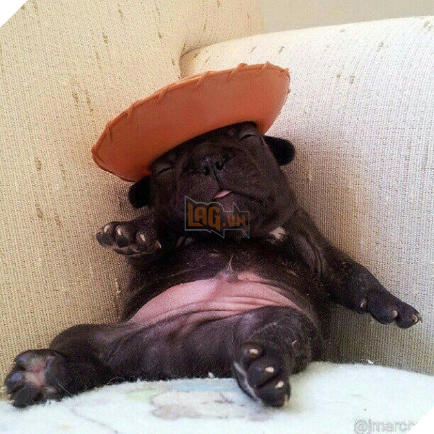 Cùng ngắm gia đình bulldog đáng yêu nhất hệ mặt trời đang 'gây bão' cộng động mạng 3