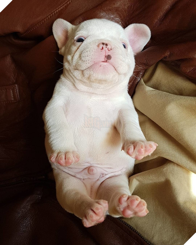 Cùng ngắm gia đình bulldog đáng yêu nhất hệ mặt trời đang 'gây bão' cộng động mạng 4
