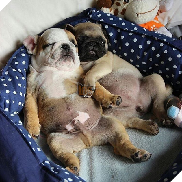 Cùng ngắm gia đình bulldog đáng yêu nhất hệ mặt trời đang 'gây bão' cộng động mạng 5