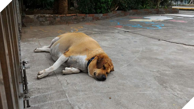 
The school must stop feeding it and force it to exercise.