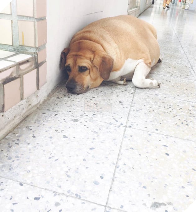 
It now weighs 50kg, very heavy and tiring.