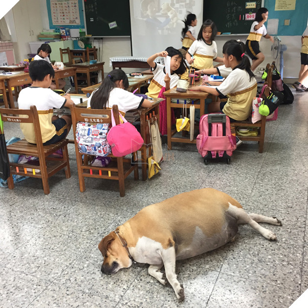
The overfed dog has now become obese.