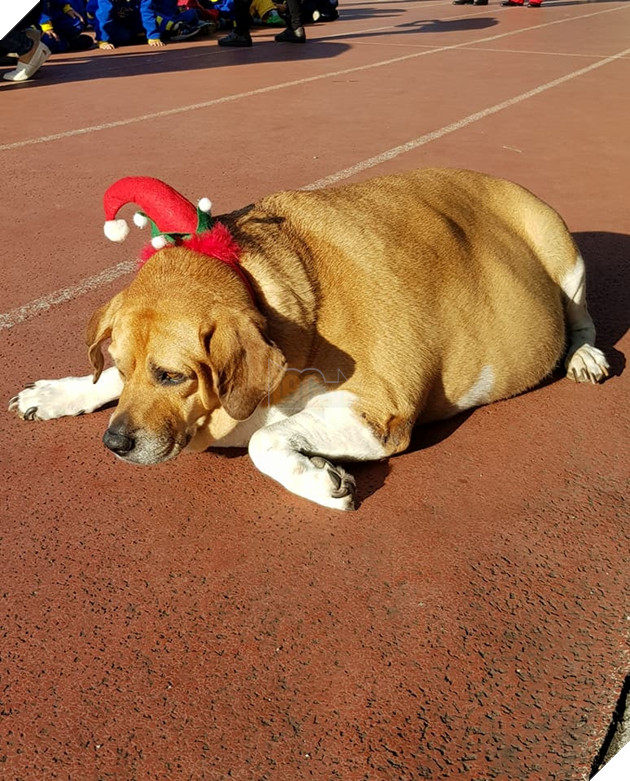 
Walked a few steps and then lay down to catch his breath.