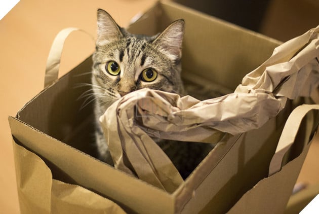 Khám phá 11 nguyên nhân khiến các Hoàng thượng mèo cáu với sen