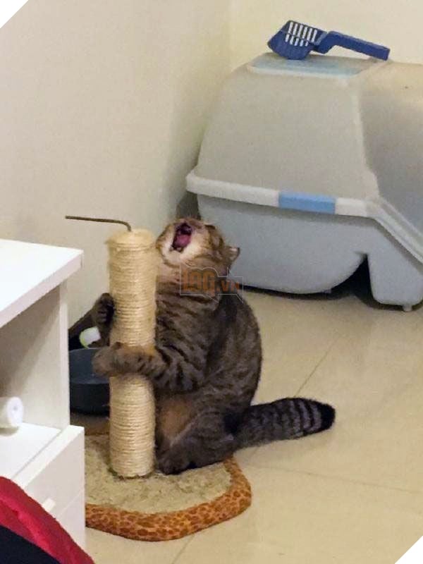 Khám phá 11 nguyên nhân khiến các Hoàng thượng mèo cáu với sen