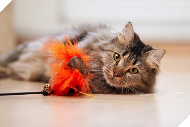 Khám phá 11 nguyên nhân khiến các Hoàng thượng mèo cáu với sen