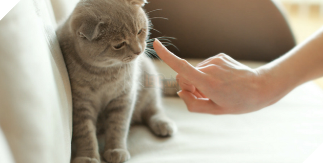 Khám phá 11 nguyên nhân khiến các Hoàng thượng mèo cáu với sen