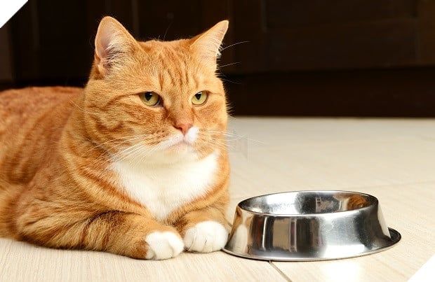 
"Mắt bị làm sao mà không thấy chén của tôi đang rỗng đây?"