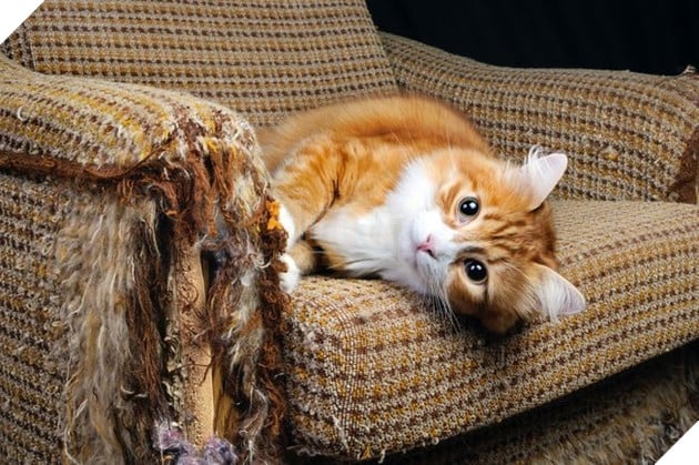 
"Con cũng thích cái ghế này nữa"