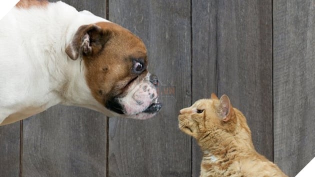 
"Bây giờ như nào? Làm sao?"