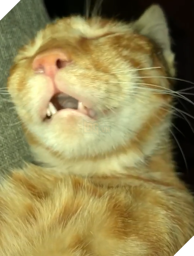 Ăn thì ăn nhiều cho mập thây rồi ngủ thì ngáy như lợn, có ai như mày không hả Hoàng thượng?