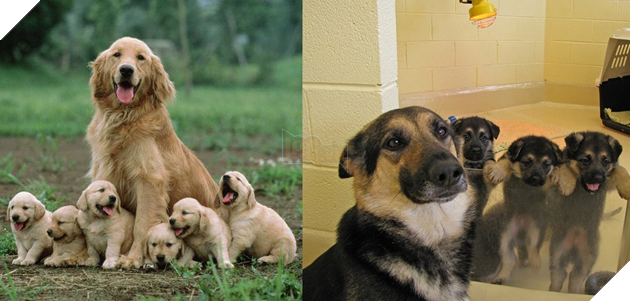  Rụng tim với loạt ảnh các phụ huynh cún tự hào bên cạnh những đứa trẻ của chúng