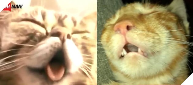 Ăn thì ăn nhiều cho mập thây rồi ngủ thì ngáy như lợn, có ai như mày không hả Hoàng thượng?