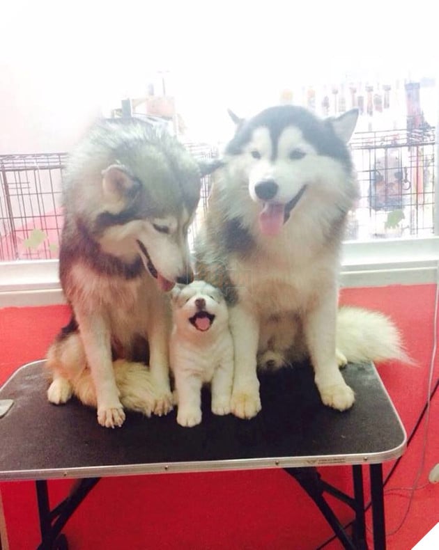 
Ồ quả là bức ảnh gia đình đáng yêu. Ơ kìa nhưng mà ông bố đang ngồi đè lên một đứa nữa à? À hay là... À mà thôi...