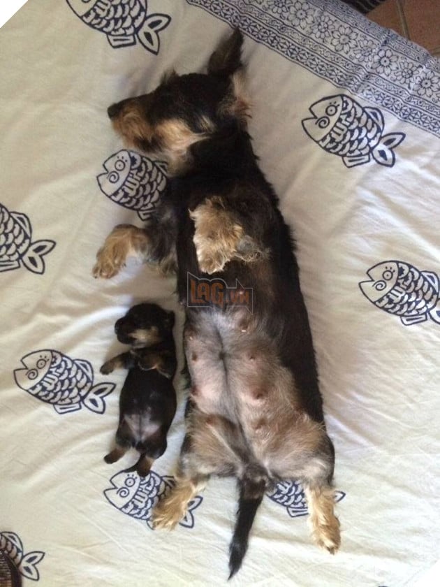 
Lại thêm một ca giống lông giống dáng nữa...