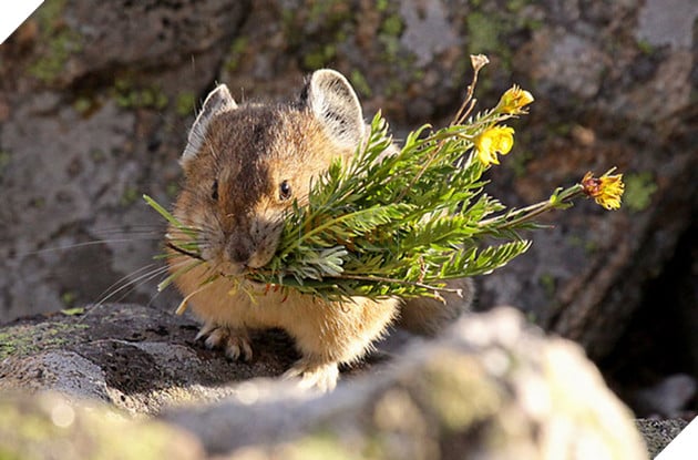 Pikachu phiên bản siêu trộm đáng yêu nhất thế giới đã lộ diện rồi đây!