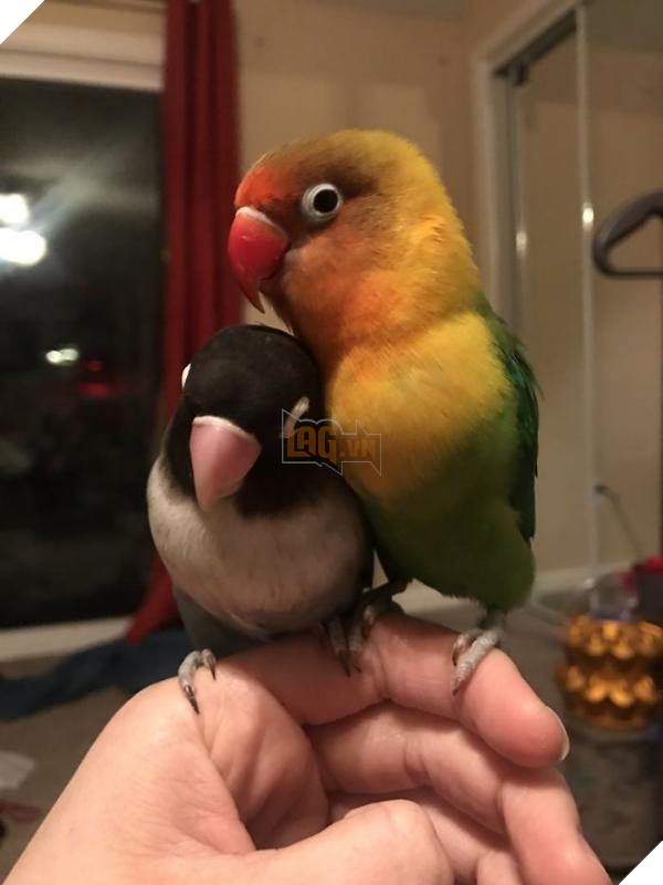 the internet fell in love with the story of the parakeet and his gothic girlfriend not to mention the children who came after wonderful 5b4d92901d4d5 700