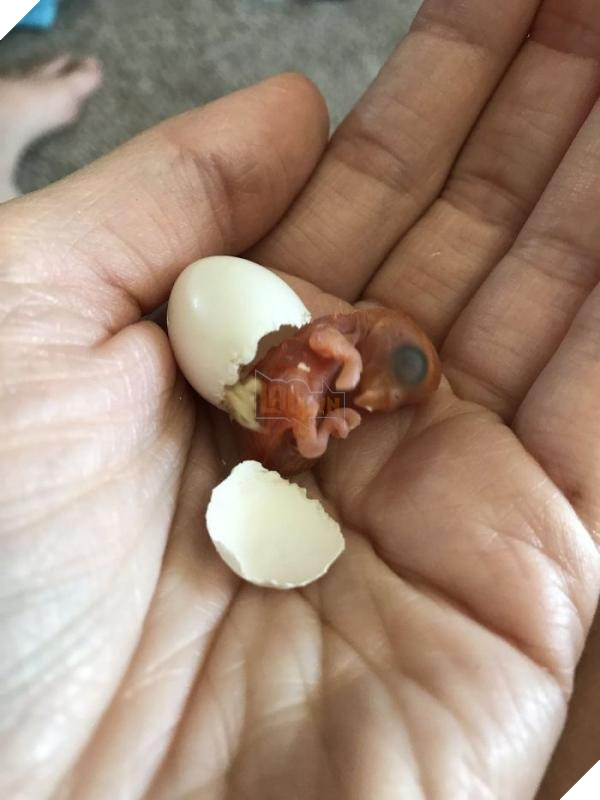 the internet fell in love with the story of the parakeet and his gothic girlfriend not to mention the children who came after wonderful 5b4d92961218e 700