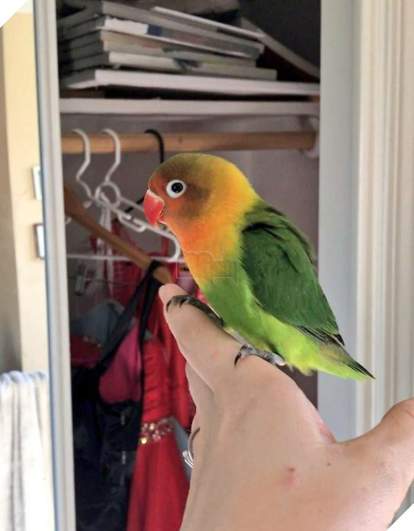 the internet fell in love with the story of the parakeet and his gothic girlfriend not to mention the children who came after wonderful 5b4d9299b18bb 700