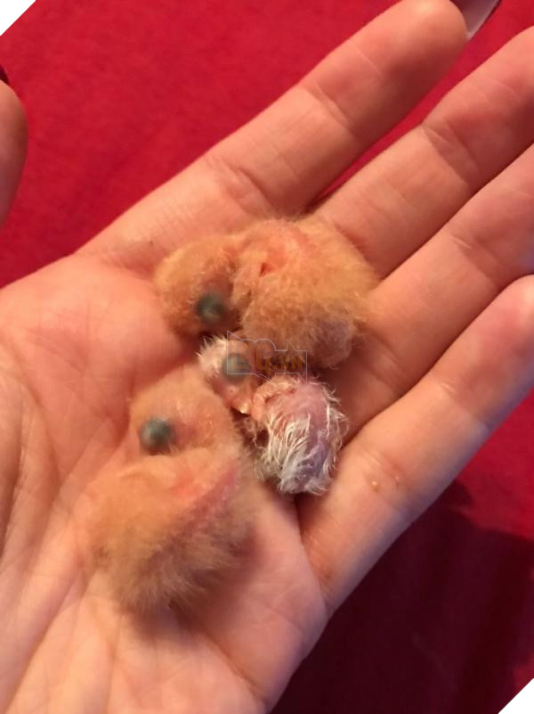 the internet fell in love with the story of the parakeet and his gothic girlfriend not to mention the children who came after wonderful 5b4d929c4f63b 700