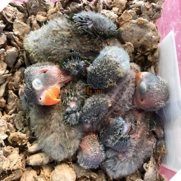 the internet fell in love with the story of the parakeet and his gothic girlfriend not to mention the children who came after wonderful 5b4d929e8a535 700