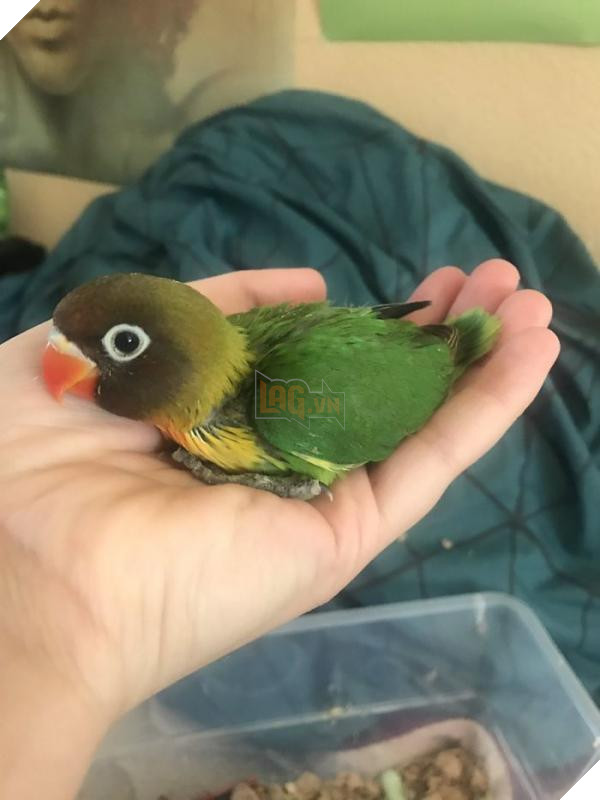 the internet fell in love with the story of the parakeet and his gothic girlfriend not to mention the children who came after wonderful 5b4d92a8a1e35 700