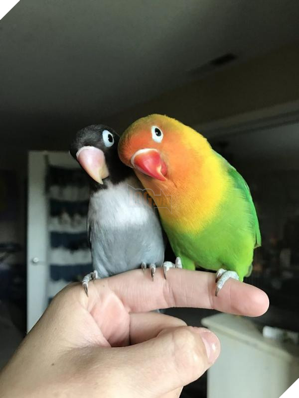 the internet fell in love with the story of the parakeet and his gothic girlfriend not to mention the children who came after wonderful 5b4d92acba87d 700