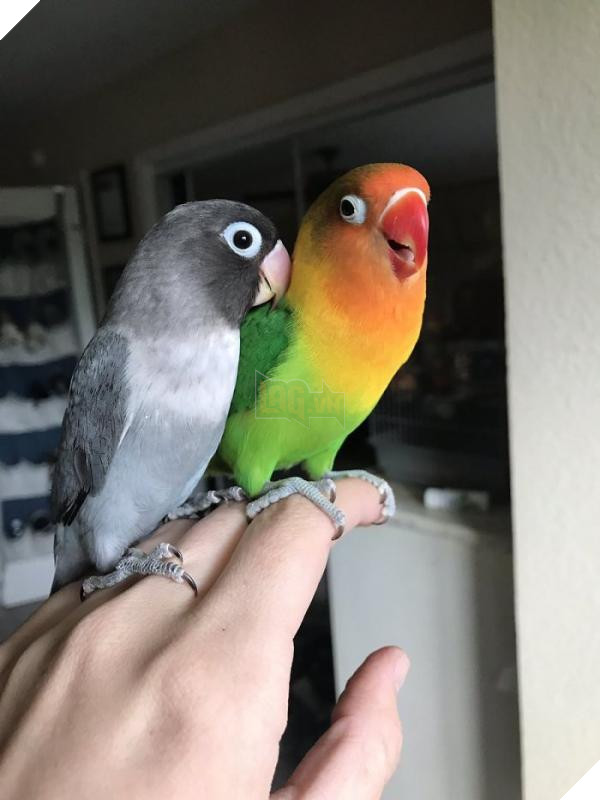 the internet fell in love with the story of the parakeet and his gothic girlfriend not to mention the children who came after wonderful 5b4d92b045783 700