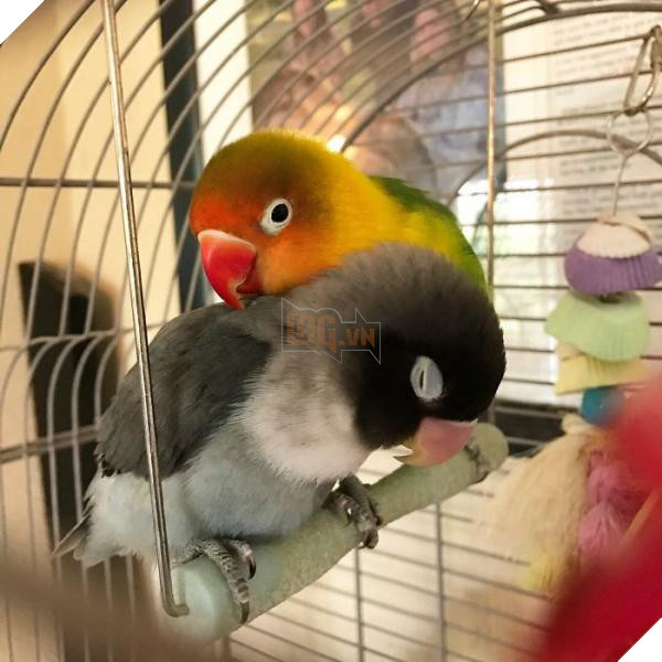 the internet fell in love with the story of the parakeet and his gothic girlfriend not to mention the children who came after wonderful 5b4d92b3e9951 700