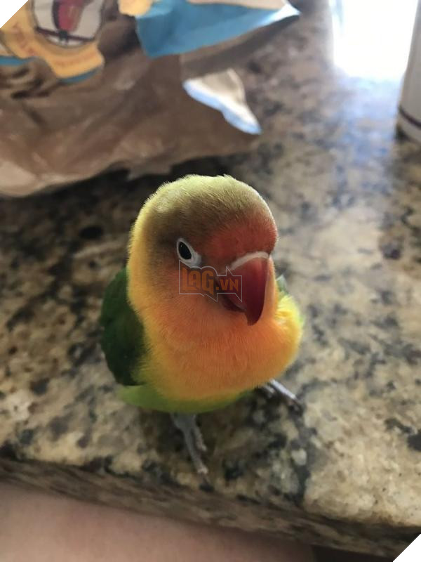 the internet fell in love with the story of the parakeet and his gothic girlfriend not to mention the children who came after wonderful 5b4d92b97d58b 700