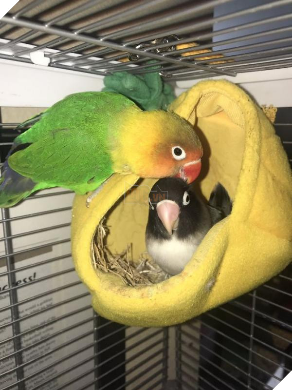 the internet fell in love with the story of the parakeet and his gothic girlfriend not to mention the children who came after wonderful 5b4d92bec748a 700