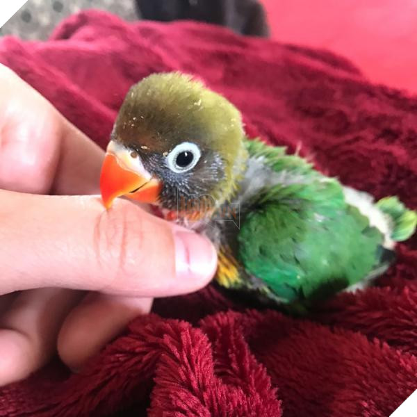 the internet fell in love with the story of the parakeet and his gothic girlfriend not to mention the children who came after wonderful 5b4d986944e31 700