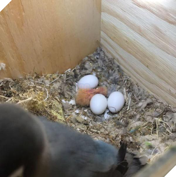 the internet fell in love with the story of the parakeet and his gothic girlfriend not to mention the children who came after wonderful 5b4da3af3b3e0 700