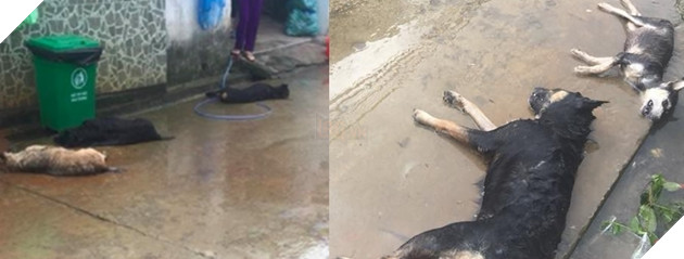 Chó cả xóm bị đánh bả chết trong đêm, CDM phẫn nộ: Làm thế có còn là người nữa hay không? 