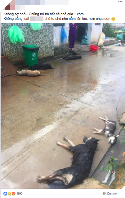 
Hàng chục chú chó của 1 xóm đều bị đánh bả chết trong 1 đêm