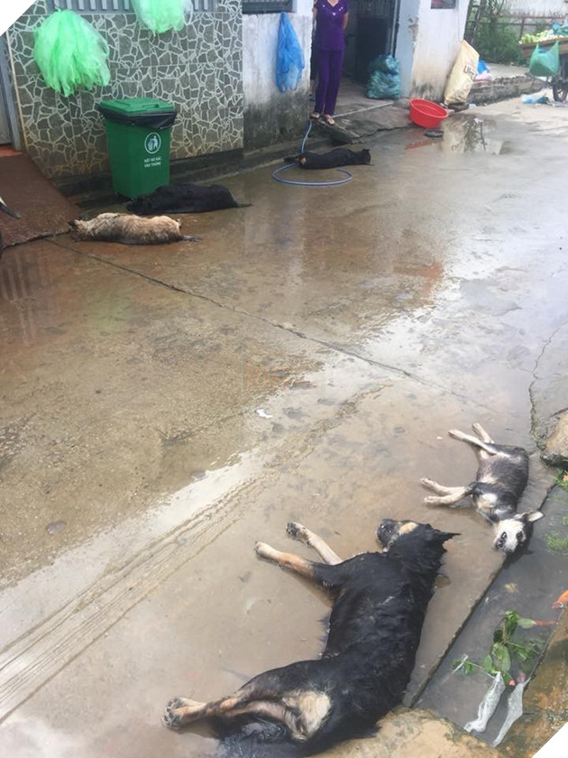 
Người dân vô cùng bức xúc và mong muốn sớm tìm ra thủ phạm