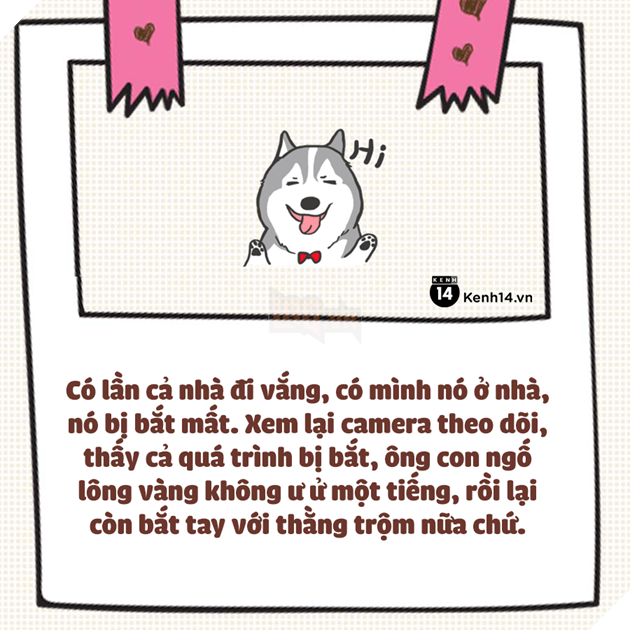 Nuôi thú cưng thì vui nhưng vớ phải một em bị ngố tàu thì dở khóc dở cười đấy - Ảnh 1.