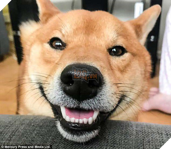 Chú chó cười tươi như hoa, chỉ nhìn mặt em ấy thôi cũng đủ vui cả ngày - Ảnh 1.