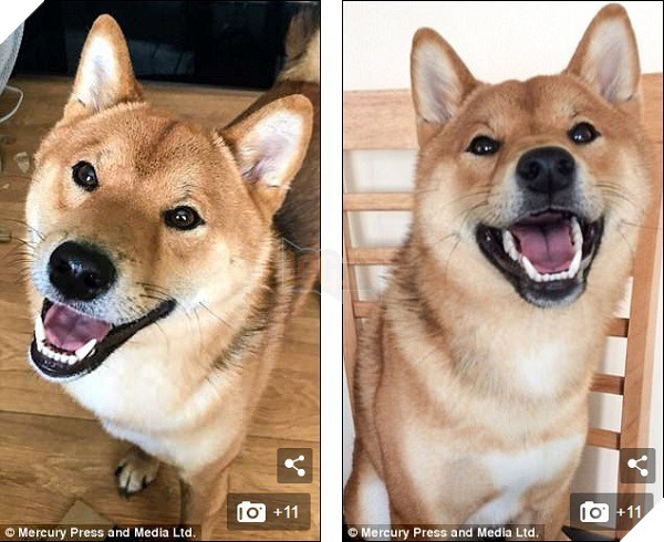 Chú chó cười tươi như hoa, chỉ nhìn mặt em ấy thôi cũng đủ vui cả ngày - Ảnh 4.