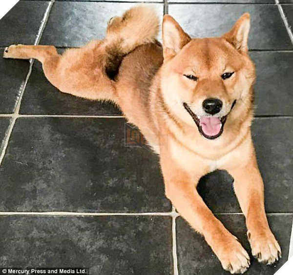 Chú chó cười tươi như hoa, chỉ nhìn mặt em ấy thôi cũng đủ vui cả ngày - Ảnh 2.