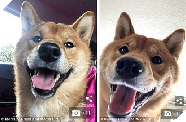 Chú chó cười tươi như hoa, chỉ nhìn mặt em ấy thôi cũng đủ vui cả ngày - Ảnh 7.