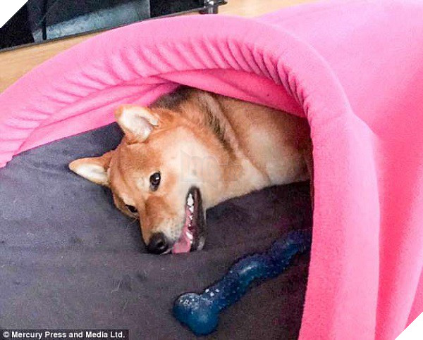 Chú chó cười tươi như hoa, chỉ nhìn mặt em ấy thôi cũng đủ vui cả ngày - Ảnh 5.