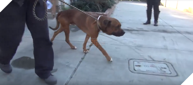 Đau lòng chú cún bật khóc khi nhận ra mình đã lạc mất anh trai và bị bỏ rơi một mình