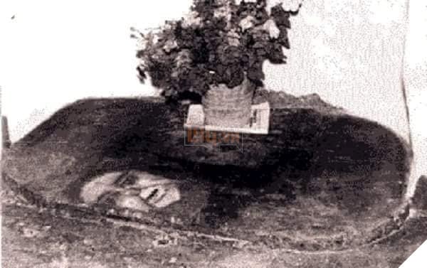 Image may contain: plant and outdoor