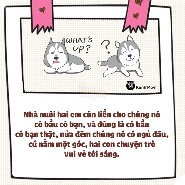 Nuôi thú cưng thì vui nhưng vớ phải một em bị ngố tàu thì dở khóc dở cười đấy - Ảnh 5.