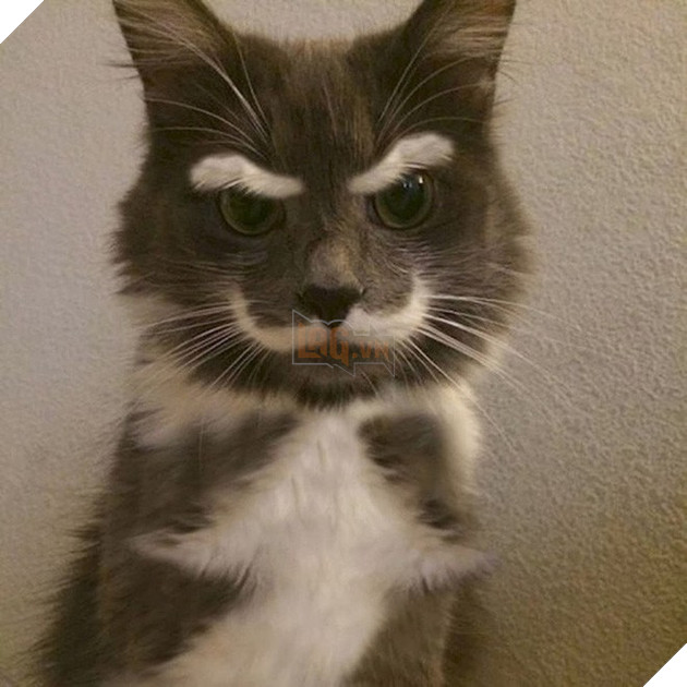 Bộ dạng của 10 con boss này chính là minh chứng cho câu “Tạo hóa là một trò đùa!” - Ảnh 3.