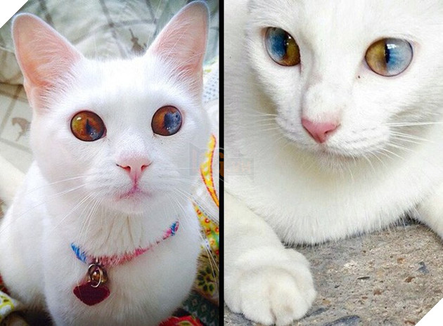 Bộ dạng của 10 con boss này chính là minh chứng cho câu “Tạo hóa là một trò đùa!” - Ảnh 4.